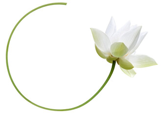 Fleur de lotus blanc à tige courbe
