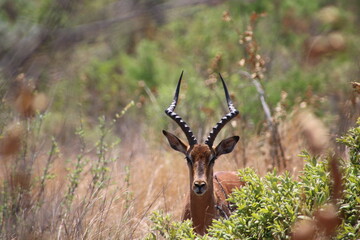 Young male Impala watching the camera 