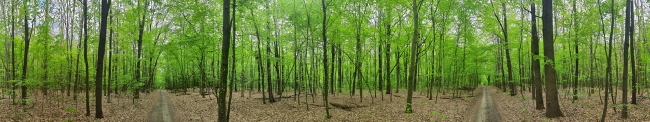 Panorama in the forest