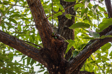 食事中のカナブン達