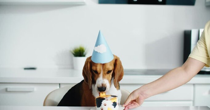 Beagle dog gets a delicious birthday cake and eats it in the kitchen. High quality 4k footage
