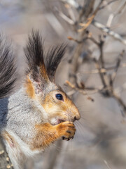 Obraz premium The squirrel with nut sits on tree in the winter or late autumn. Portrait of the squirrel close-up