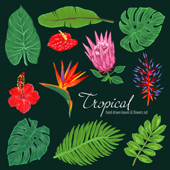 Tropical flowers and leaves. Hand drawn vector floral collection. Palm leaf, red and pink beautiful jungle flowers