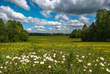 Beautiful green meadow with white flowers and trees