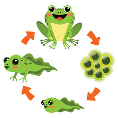 The Life Cycle Of Frog
