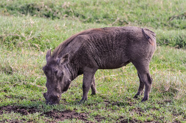 Warthog in the middle of the African savannah