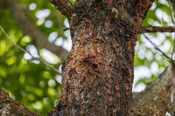 樹液に寄ってきたスズメバチ