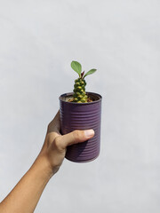 Euphorbia Ritchiei grows in a small recycled pot