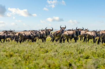 Herd of black-tailed wildebeest on migration in the African savannah