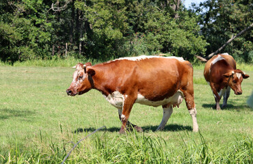 Naklejka na ściany i meble Dutch countryside living. Beautiful cows on green field. Dairy farm animals walking grazing outside. 