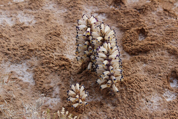 Surface of the moon geological site in Tataouin, Tunisia, North Africa 