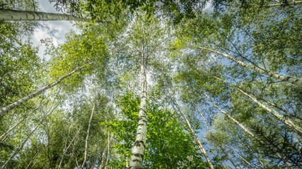 Upward view into a birch forest on a sunny day
