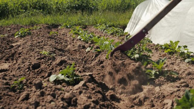 Slow motion close-up, farmer male plowing ground with metal hoe, raising pillars of dust, working in farm field, preparing garden beds soil for planting.
