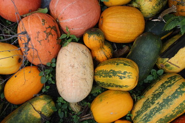 multi-colored orange yellow green pumpkins lie on the grass. Halloween background for the holiday