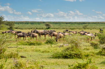 Naklejka na ściany i meble Herd of black-tailed wildebeest on migration in the African savannah