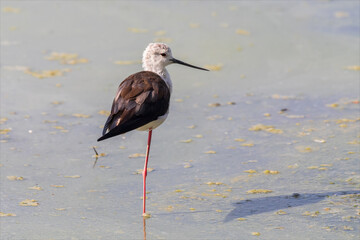 Cavaliere d'Italia, Himantopus himantopus, uccello acquatico della famiglia dei Recurvirostridi in piedi su una gamba nella laguna del mare adriatico.
