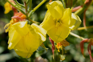 Evening-Primrose Oenothera macrocarpa (Oenothera missouriensis) 