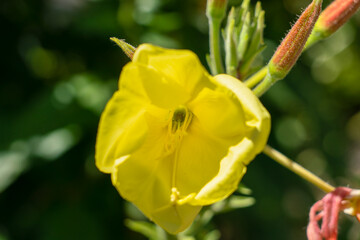 Evening-Primrose Oenothera macrocarpa (Oenothera missouriensis) 