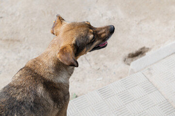 Dog in animal shelter waiting for adoption. Portrait of homeless dog in animal shelter cage.