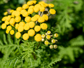 detailed close-up of yellow Tansy (Tanecetum vulgare)