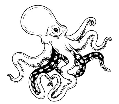 Octopus. Isolated illustration of an octopus on a white background. Coloring.
