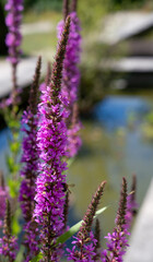 detailed close-up of Purple loosestrife (Lythrum salacaria)