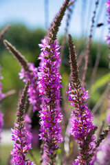 detailed close-up of Purple loosestrife (Lythrum salacaria)
