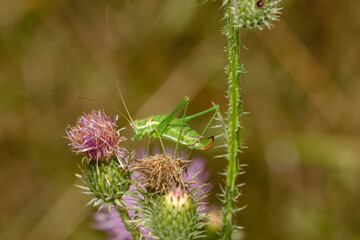 Great green bush-cricket (Tettigonia viridissima) in wild nature
