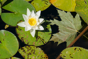 Detailed close-up of a White water-lily (nymphaea alba) - obrazy, fototapety, plakaty