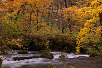 紅葉の奥入瀬渓流