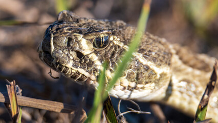 Closeup of a wild rattlesnake hunting in the grass. Back lighting.