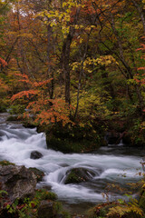 紅葉の奥入瀬渓流