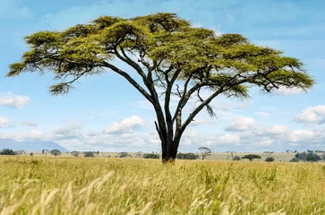 Poster Lovely African savannah landscape with acacia trees growing in tall grass © Image'in