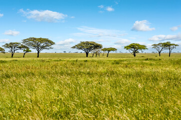 Lovely African savannah landscape with acacia trees growing in tall grass
