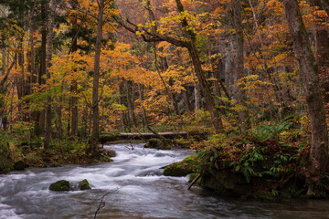 紅葉の奥入瀬渓流