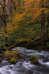 紅葉の奥入瀬渓流