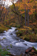 紅葉の奥入瀬渓流