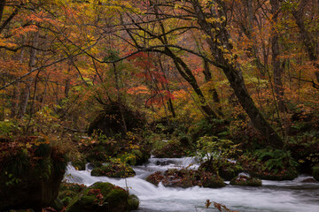 紅葉の奥入瀬渓流