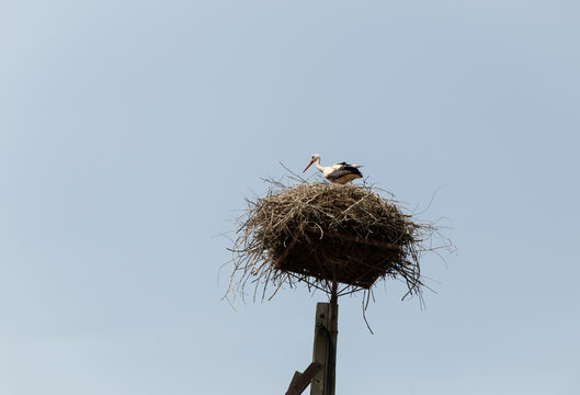 White Stork On Nest