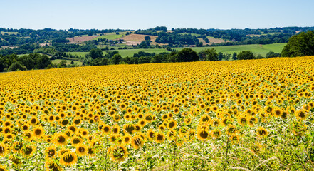 Fototapeta premium a crop of beautiful Sunflowers (Helianthus) glow golden in the afternoon sun