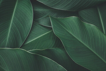 Nature green leaf pattern background, Wallpaper and eco environment abstract background for design