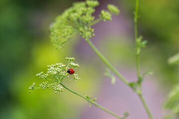Natural background with wild grass and ladybug. Ladybird on the grass. Photo wallpaper.