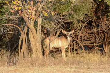 Female kudu in Lower Zambezi National Park at sunset, Zambia