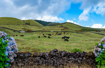 Paisagem típica da Ilha Terceira nos Açores com touros bravos nas pastagens.