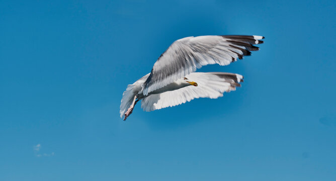 Portrait of Baikal gull flying in blue sky.