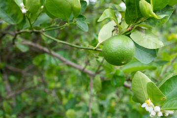 Obraz premium Close up fresh lemon from tree branch in the farm, agricultural concept