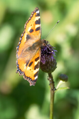 small tortoiseshell
