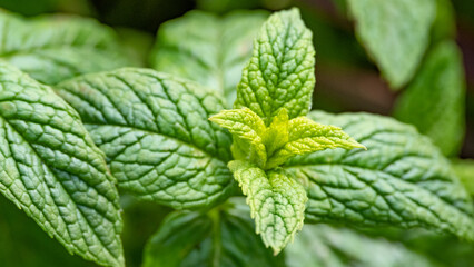 Leaves of a mint