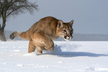 The cougars are playing in a snowy meadow.