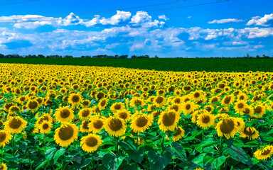Obraz premium A blooming field of sunflowers against a blue summer sky.